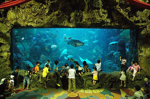 Sea World Ancol - Main aquarium sea world jakarta