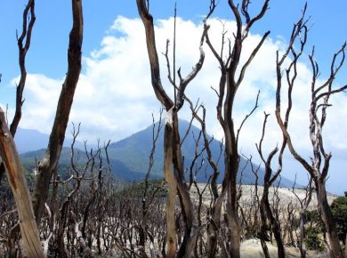 Hutan Mati Papkamuyan