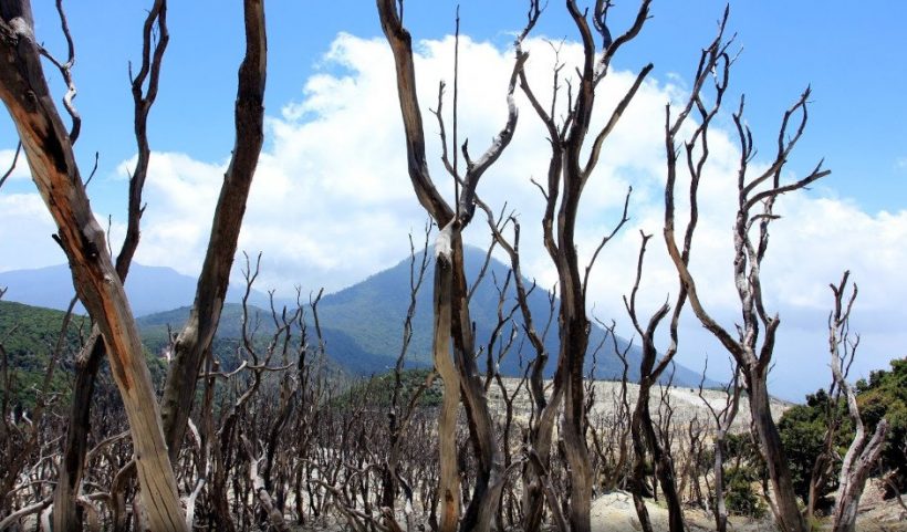 Hutan Mati Papkamuyan