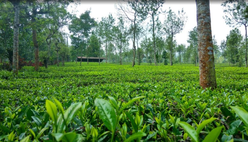 tempat wisata yang asyik di wonosobo